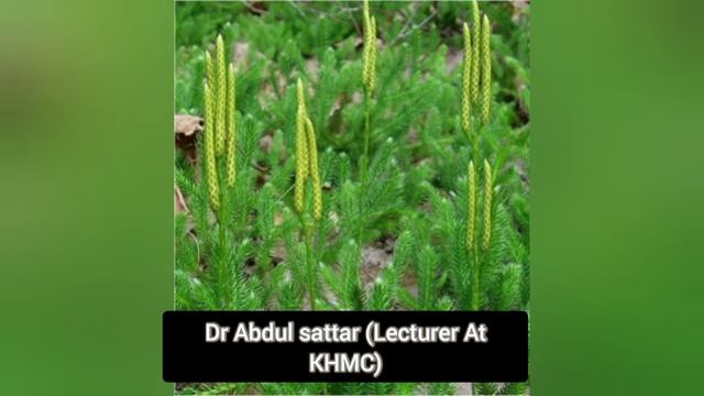 Lycopodium Clavatum Homoeopathic Remedy