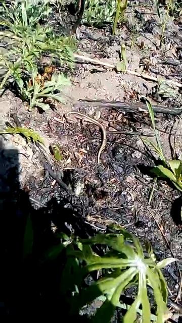 Ящерица г. Партизанск в лесу на двадцатой смотреть онлайн