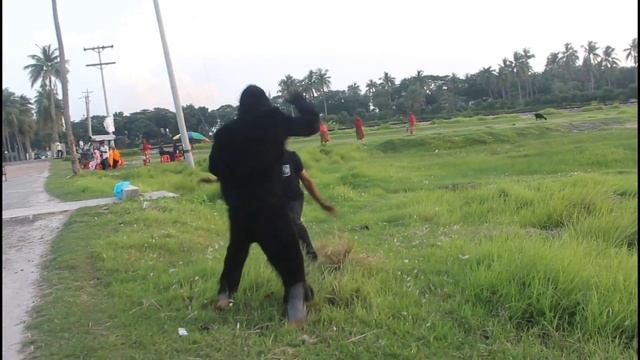 Gorilla prank video 2021||Published on  2021Top New Comedy Video 2021 смотреть онлайн