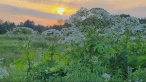 Как навсегда избавить участок от борщевика? Чем он опасен?