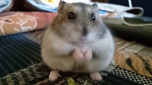 ням ням ну только он умер давно зиме жалко стало ( ⚈̥̥̥̥̥́⌢⚈̥̥̥̥̥̀)o（ｉДｉ）o смотреть онлайн