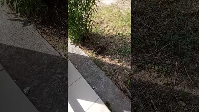 Ежик 2 (дача 2019) смотреть онлайн