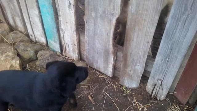 VID 20191218 144507 сало отца смотреть онлайн