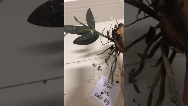 Giả hạc kiến easo siêu đẹp 0977.231.458(p3/22/5/19) смотреть онлайн