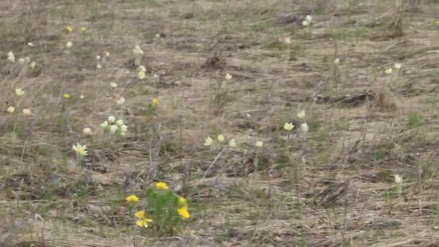 цветочная полянка смотреть онлайн