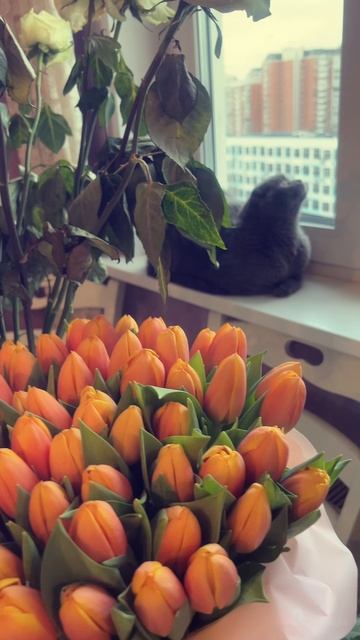 🔴 КОТ СМОКИ🔴 смотреть онлайн