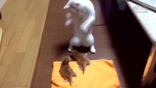 СМЕШНЫЕ КОТЫ И КОШКИ 2017 ПРИКОЛЫ С КОТАМИ И КОШКАМИ 2017 FUNNY CATS THE BEST 2017 #4 смотреть онлайн