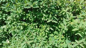 Размножение жимолости зелеными черенками