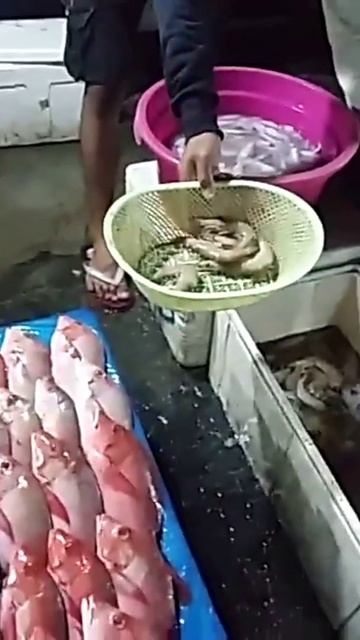 the most expensive fish in the world and the most delicious смотреть онлайн