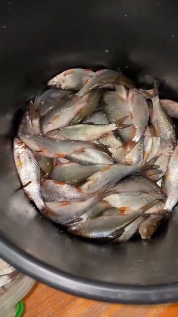 Засолка пойманной сегодня плотвы #рыбалка #отдых #таранька #плотва