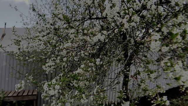 Весна в разгаре #vivox200pro #anamorphic #djiom6 #mcpro24fps #россия #zov