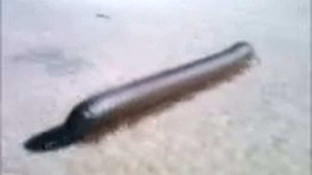 Millepede II.3gp смотреть онлайн