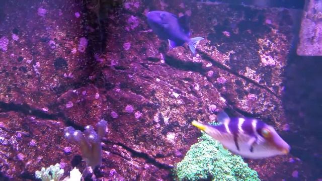 Juwel rio 400 reef tank , Herlequi Tuskfish смотреть онлайн