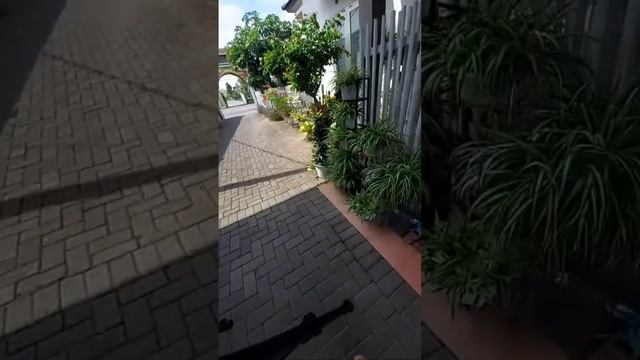 Mama Celin sedang live sekarang! rajin memperbanyak tanaman hias agar tidak punah смотреть онлайн