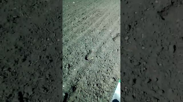 Сажаем картошку, май 2019. смотреть онлайн