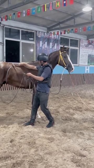 Horse mating cute - Most breeding horse смотреть онлайн