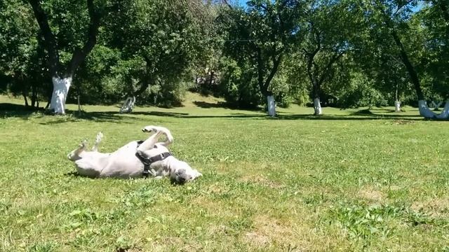 Белка смотреть онлайн