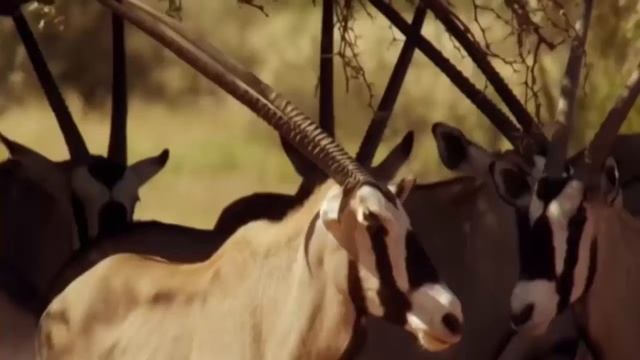 2 Lions Attack oryx but Fail, Wildlife, Crocodile, Anaconda, Leopard, Elephant, Snake, Buffalo смотреть онлайн