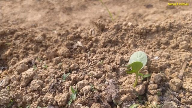Red pumpkin Beetle, लाल कद्दू किट || बीमारी की समस्या का समाधान | बेहत ही सस्ती दवा || смотреть онлайн