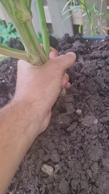 backyard Marijuana 2022 смотреть онлайн