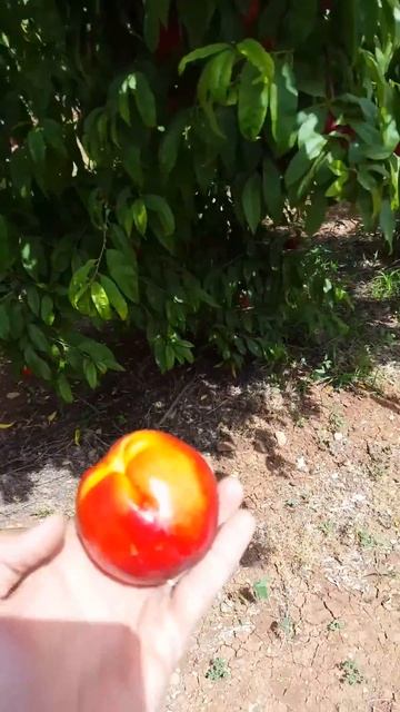 Revital Mango Nectarine Ben Dor Fruits смотреть онлайн