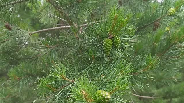Заготовить нужно в мае, начале июня! Для укрепления лёгких, бронхов, иммунитета! Чай и настойка! смотреть онлайн