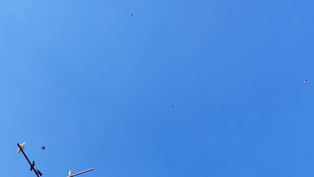 21.04.2025г Обзор Голубей👍 смотреть онлайн