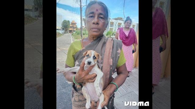 Abandoned Puppy's Adoption Pls Come Forward #sai Ram#