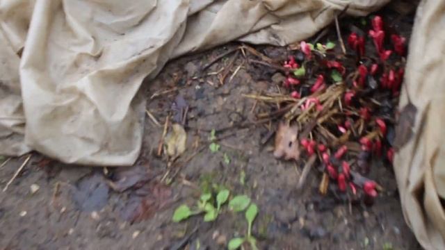 Как перезимовали розы, верески, пионы. Вылезли рябчики, тюльпаны, цветут крокусы и пролески. смотреть онлайн