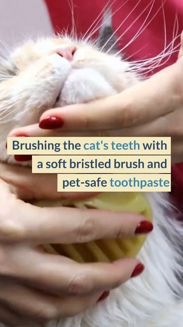 YES, CATS NEED DENTAL CARE! #shorts смотреть онлайн