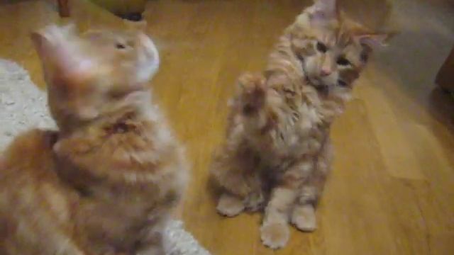 Наоми и Николь (Naomi And Nicole)