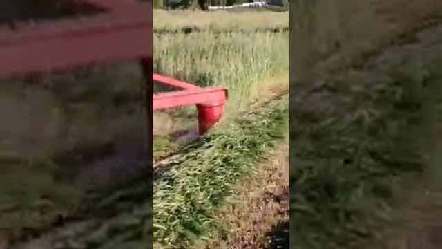 Мтз50. Д240 роторная косилка 1.65 смотреть онлайн