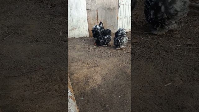 Кохинхин мраморная