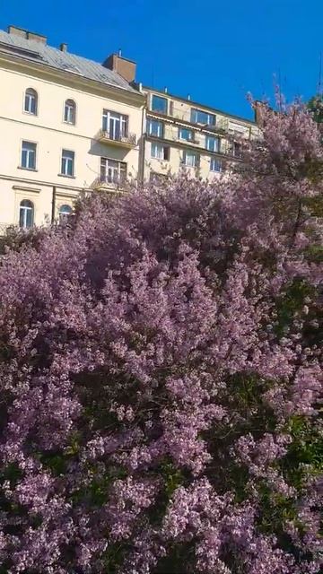 Цветёт сирень.🌳🌷 смотреть онлайн