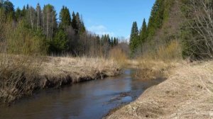 Весенний лес / Звуки Природы / Живая Природа  / Пение Птиц / Река