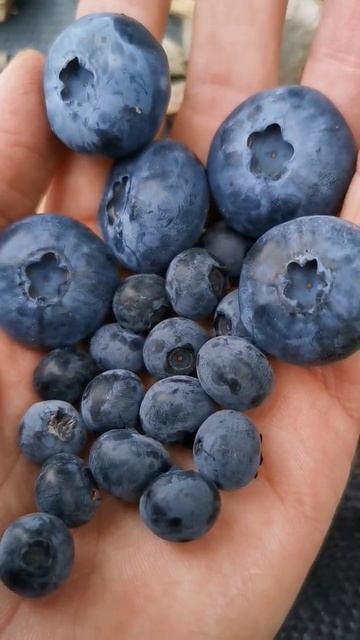 Такая разная голубика