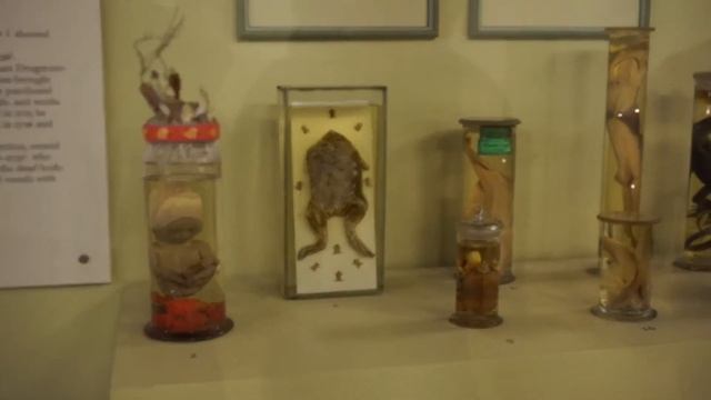 ВЛОГ : УРОДЦЫ, кунсткамера Санкт-Петербург, бушуа и фиолетовая помада смотреть онлайн