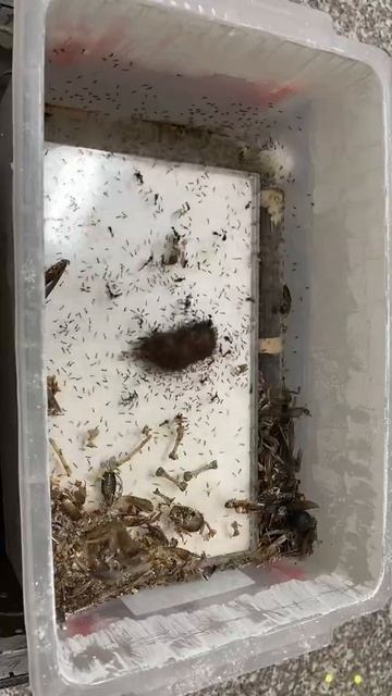 Any eat mouse carcass多樣寡家蟻吃老鼠（Carebara diversa） смотреть онлайн