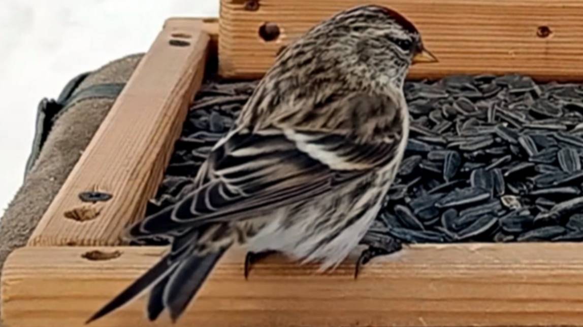 На кормушку прилетели Большие Синицы, Чечётки и Снегири (09.02.2025 года) смотреть онлайн