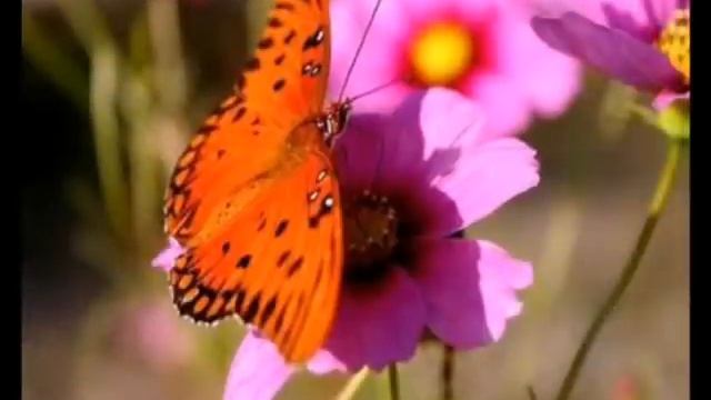 Послание души смотреть онлайн