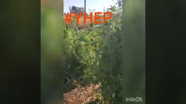 YHEP summer Crops for the Desert; Tomatoes смотреть онлайн