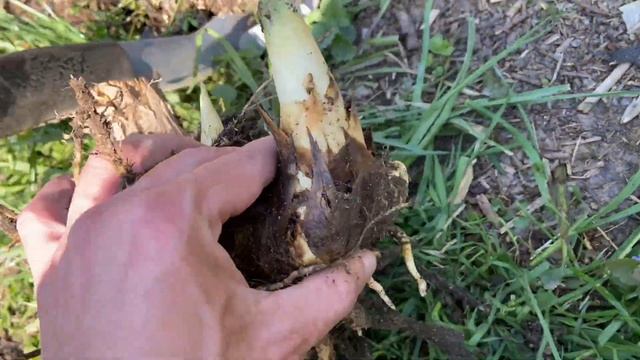 Lasecznica trzcinowata - arundo donax przesadzanie w nowe miejsce. смотреть онлайн