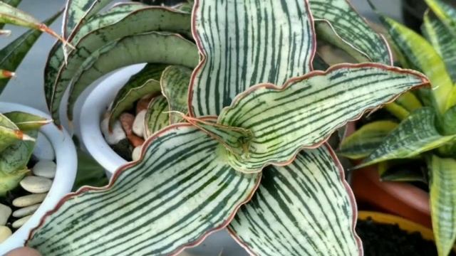 10 Beautiful Indoor plants with Black striped leaves @AdmiringPlants #admiringplants смотреть онлайн