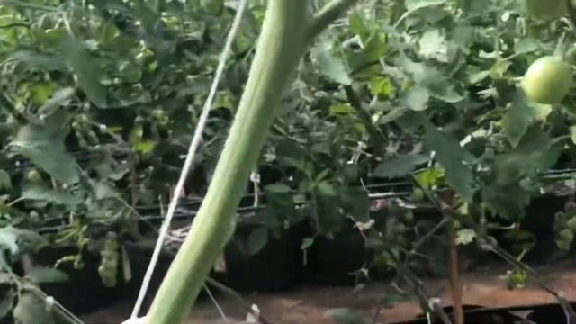 How to identify tomato varieties at Terra Perma смотреть онлайн