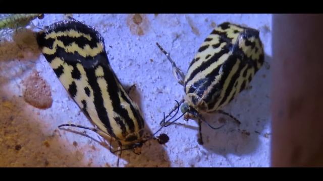 Spotted Sulphur Acontia trabealis syn Emmelia trabealis смотреть онлайн