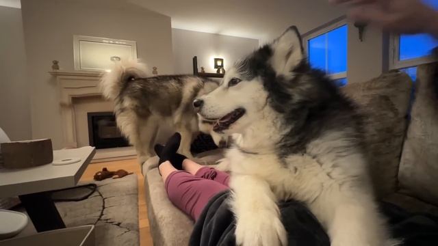 When BIG Dogs Think They're Small! What Type Of Dog Person Are You?? смотреть онлайн