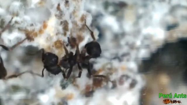 Datos de la Acromyrmex ||2020 смотреть онлайн