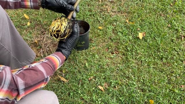 Grover's Best Mulberry 5 Week Air Layer Propagation