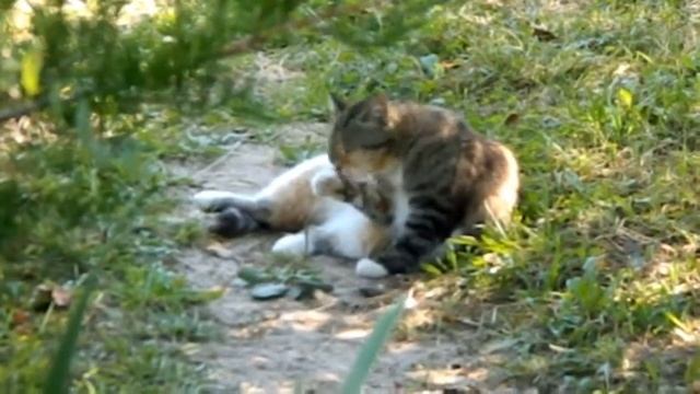 Будни на даче смотреть онлайн