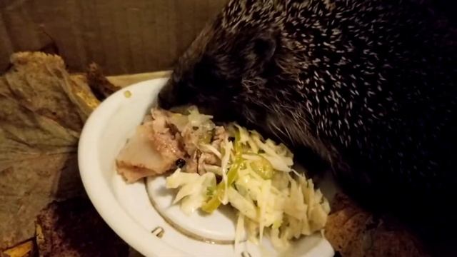 Ёжик Афанасий кушает смотреть онлайн